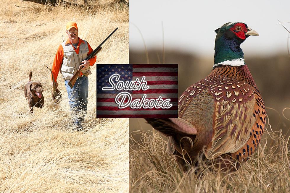 Pheasant Season Opener, South Dakota Resident Only Saturday