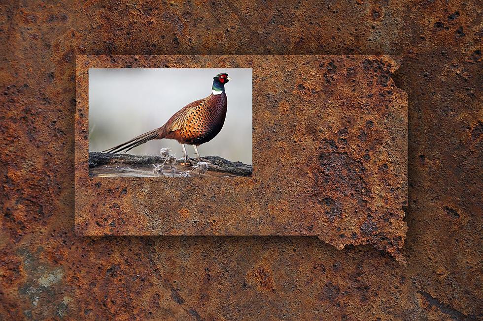 South Dakota Resident Only Pheasant Season Opener This Weekend