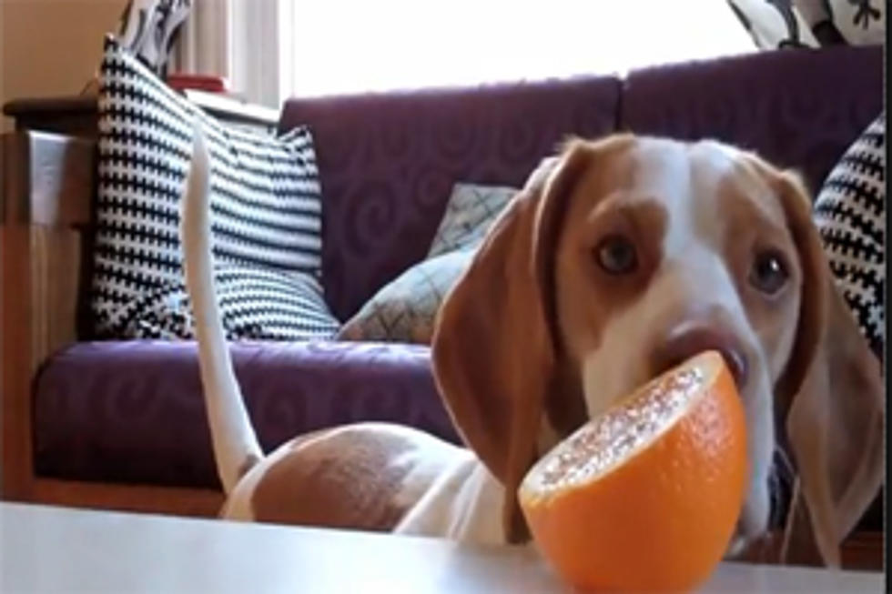 A Puppy &#038; An Orange [VIDEO]