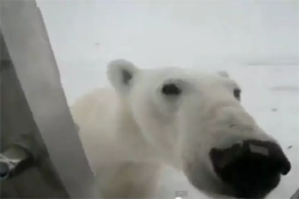 Polar Bear Attacks!