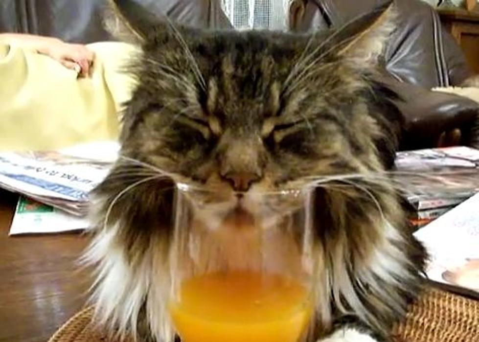Maine Coon Cat Takes A Nap [VIDEO]