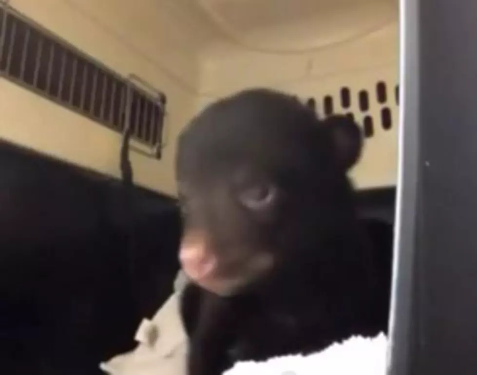 Bear Cubs Found In Roadside Box [VIDEO]