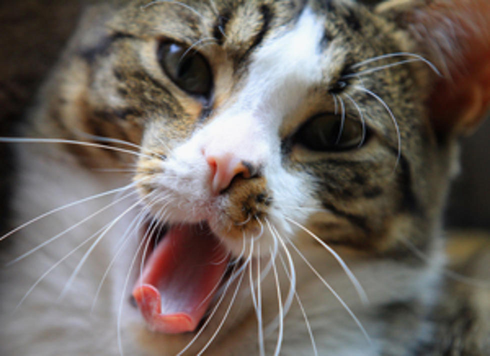 Does Your Cat Have It’s Own Voice? [POLL]