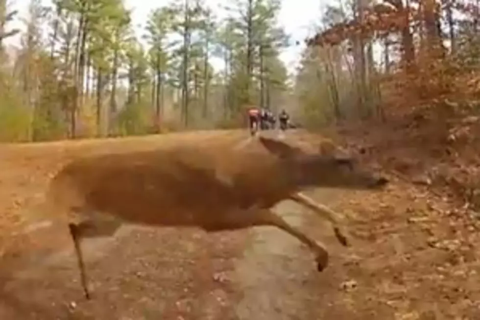 Deer Attacks Cyclist [VIDEO]