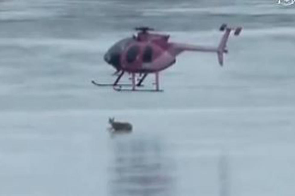 Deer Rescue in Nova Scotia [VIDEO]