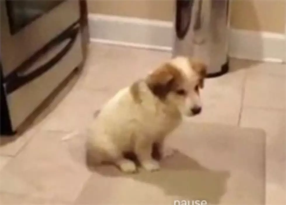 A Puppy Named Pacino & His New Trick [VIDEO]
