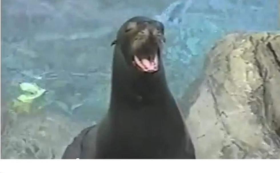 Seals Screaming like Humans [VIDEO]