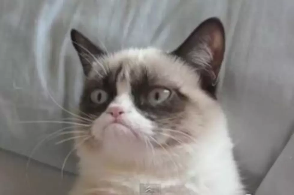 Grumpy The Cat Is Not Dead [VIDEO]