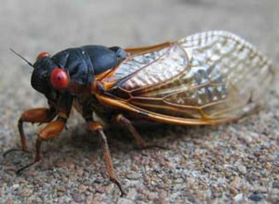 Will Maine Experience “The Summer of The Cicada”?