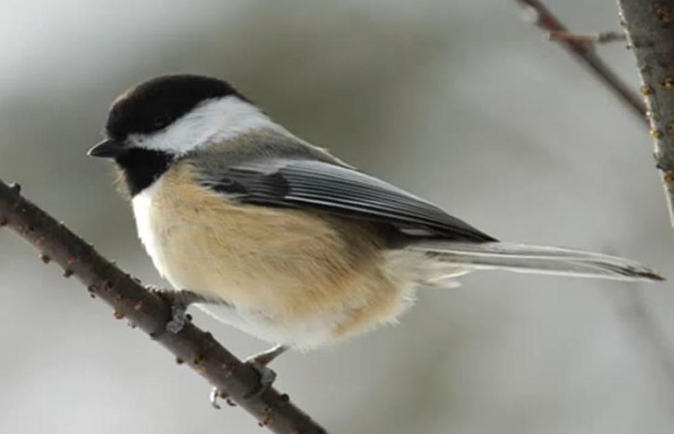 Climate Change Pushing State Bird to Canada