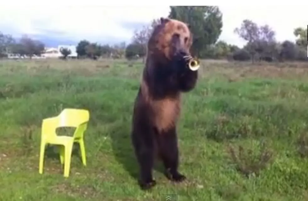 Bear Plays Trumpet And More! [VIDEO]