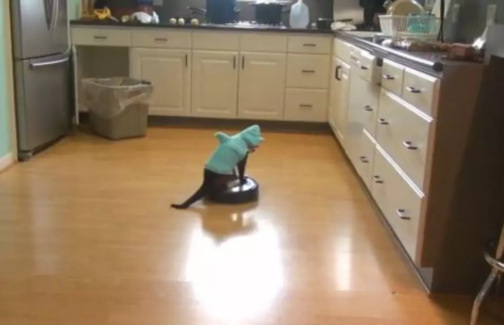 Shark Cat Rides Robotic Vacuum [VIDEO]