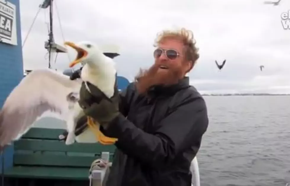 Man Catches Seagull With His Hands [VIDEO]