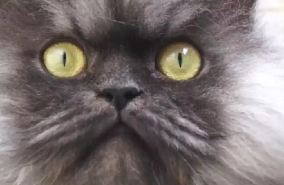 Cat Claims Guinness Record For Long Hair [VIDEO]