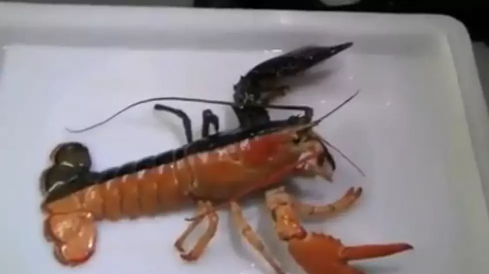 Two-Toned Lobster Caught