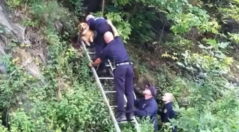 Bangor Firefighters + Police Rescue Dog [VIDEO]