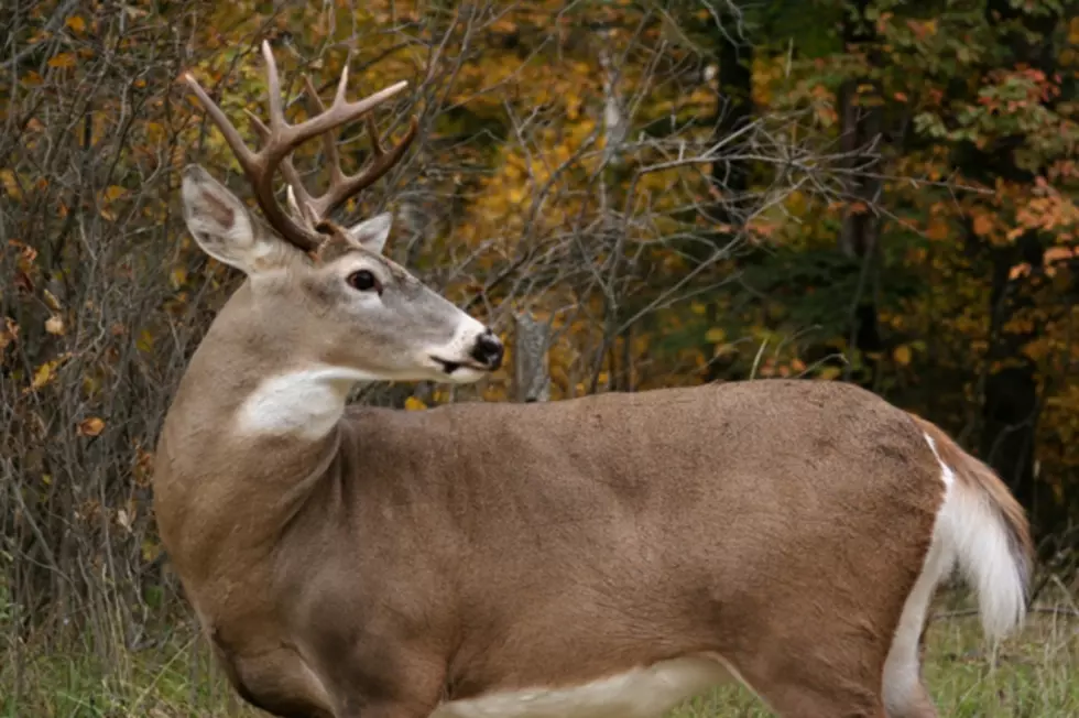 Virus Killing Off Montana Deer Herd