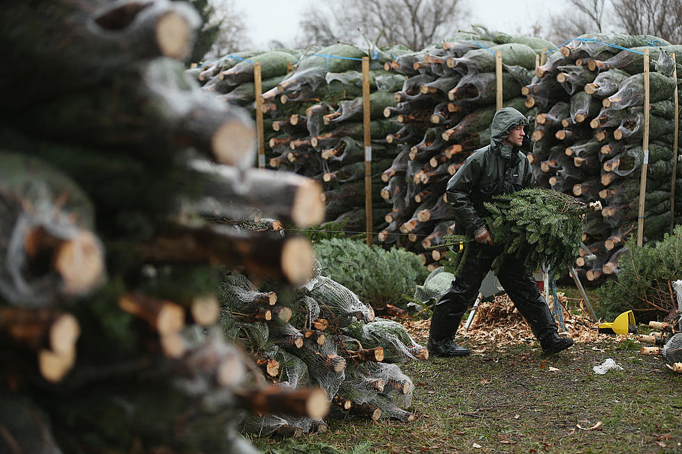 Christmas Tree Growers Expect Good Season [POLL]