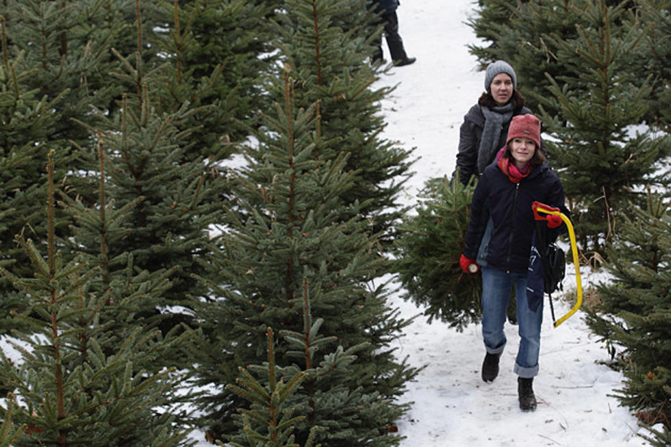 Farms Where You Can Cut a Christmas Tree Near Bangor, Maine