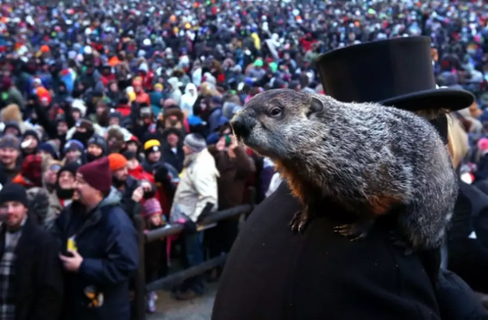 Groundhog Day: Will Punxsutawney Phil See His Shadow? [POLL]