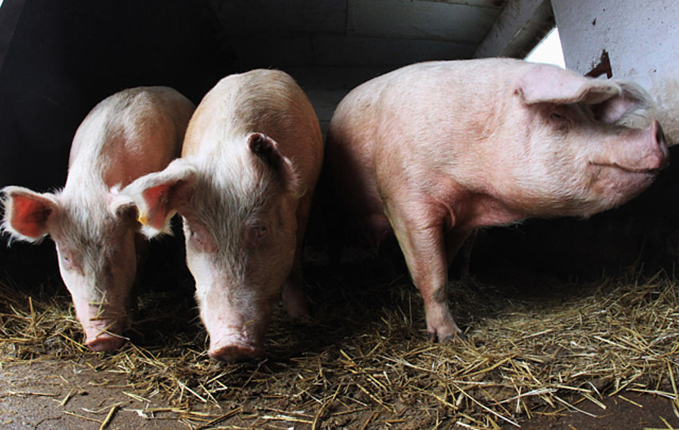 Police Chase Pigs Out of the Road