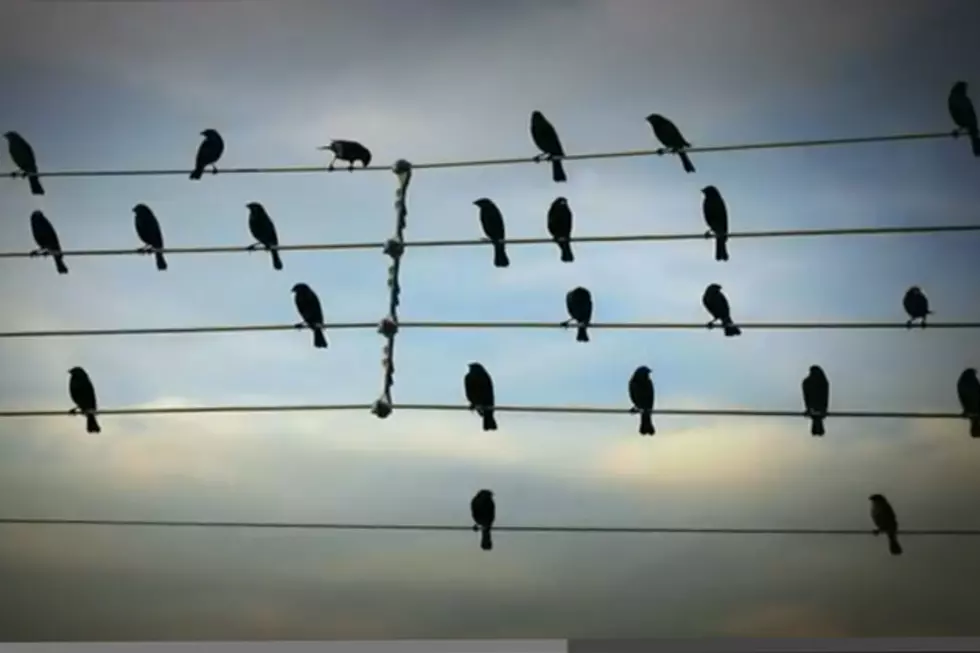 We See Birds, He Sees Music