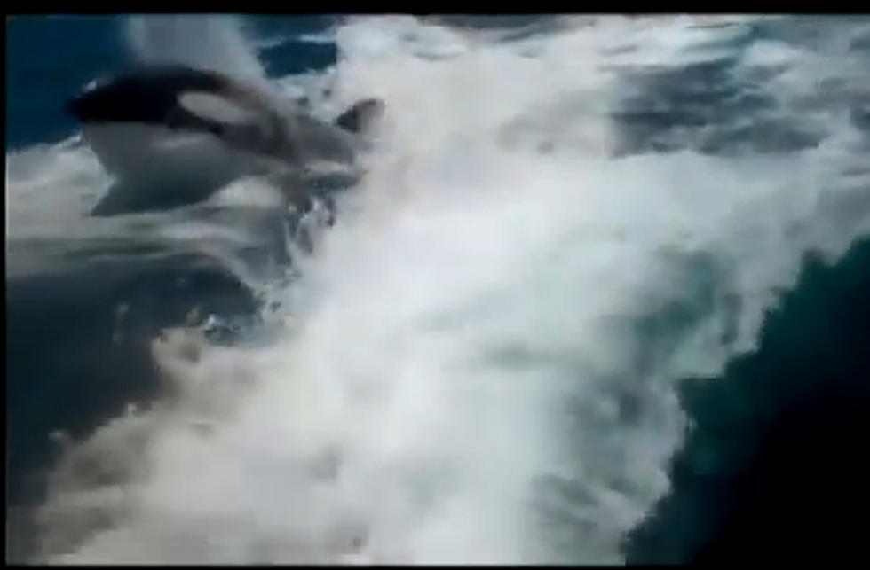 Orcas Chase Speed Boat [Video]