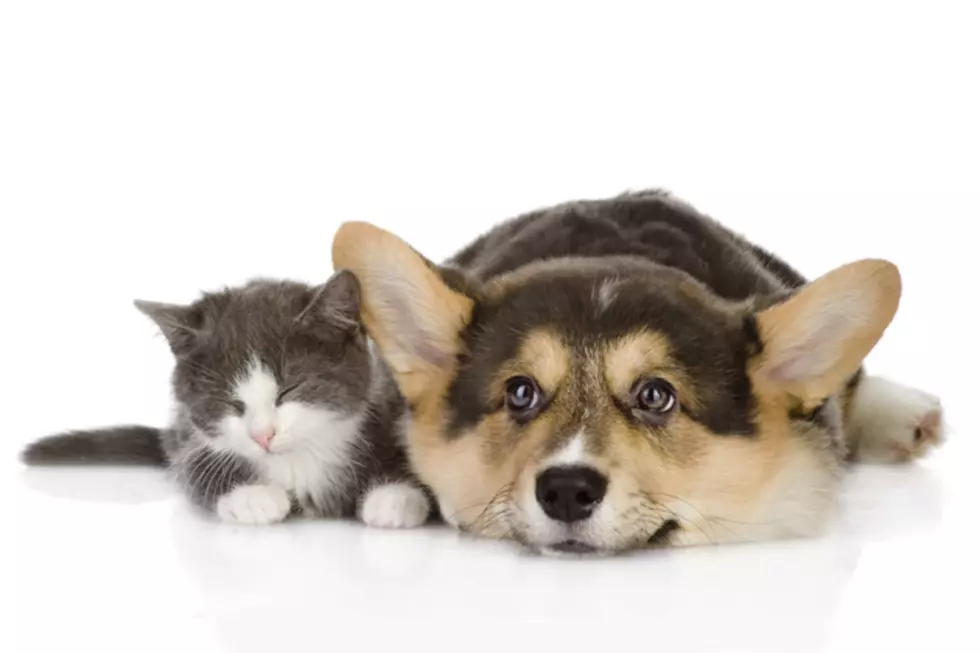 What Your Pet Choice Says About You