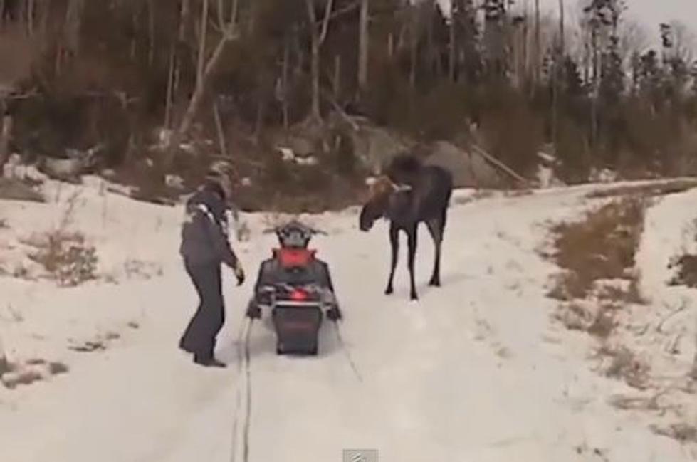 [UPDATE] NH Couple Attacked By Moose Near Jackman [VIDEO]