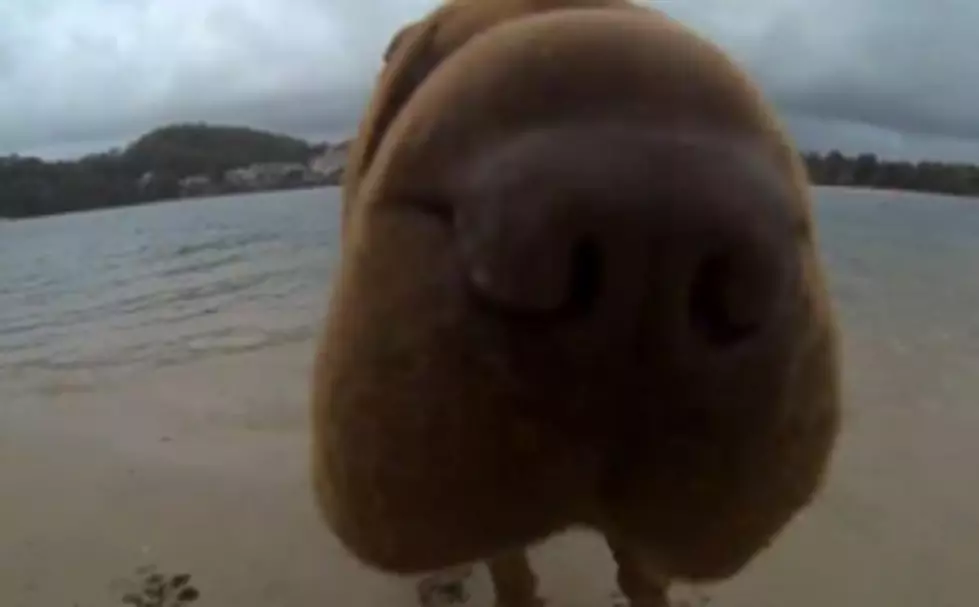 12 Happy Dogs At The Beach [VIDEO]