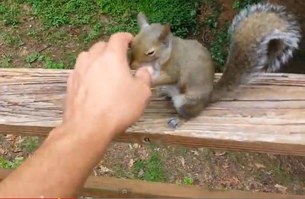 Would You Play With A Squirrel? [VIDEO + POLL]