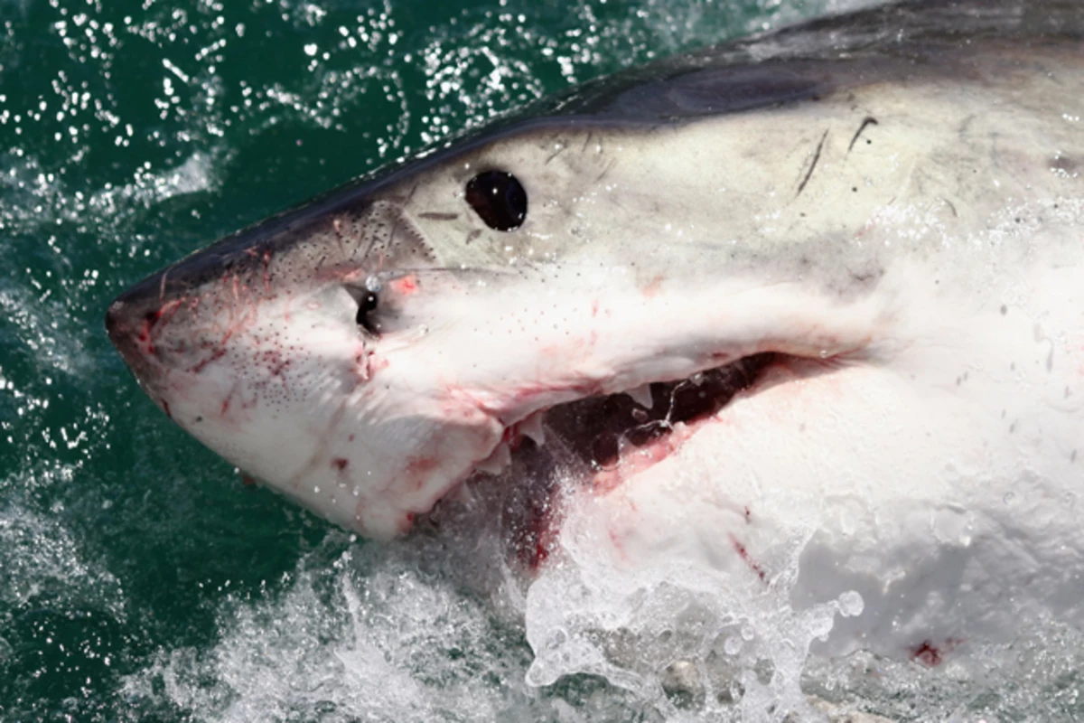 Great White Shark Off the Coast of Maine [VIDEO]