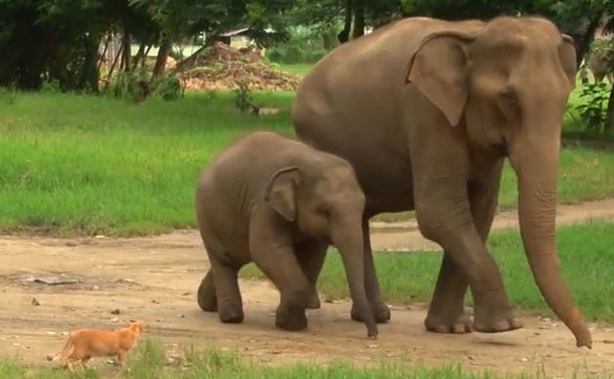 Elephants are big cats. Слоненок. Слониха со слоненком. Слоненок гифка. Гифка зоопарк.