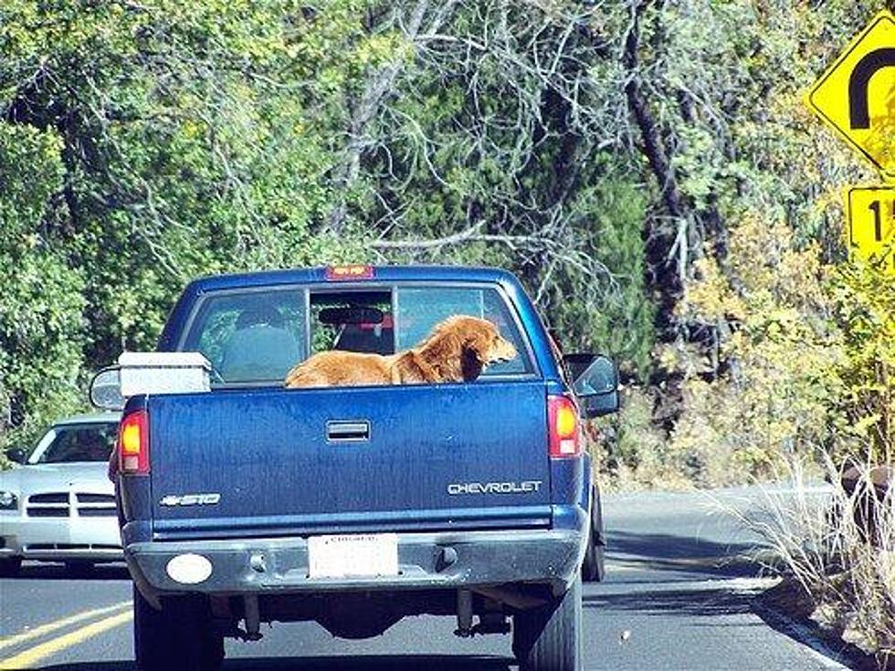 Maine Law: Properly Secure Your Dog In The Back Of A Pick-Up