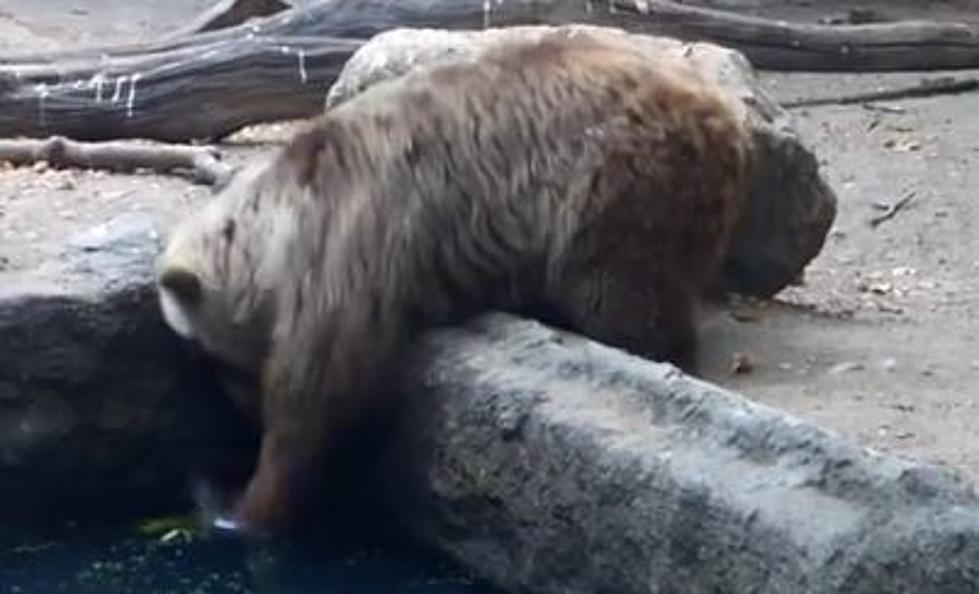 Bear Saves Crow From Drowning [VIDEO]