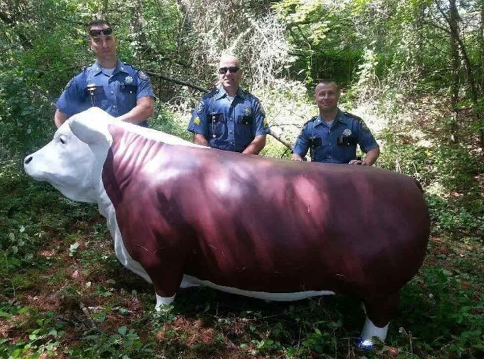 State Police Find Charlie The Stolen Steer On An Island