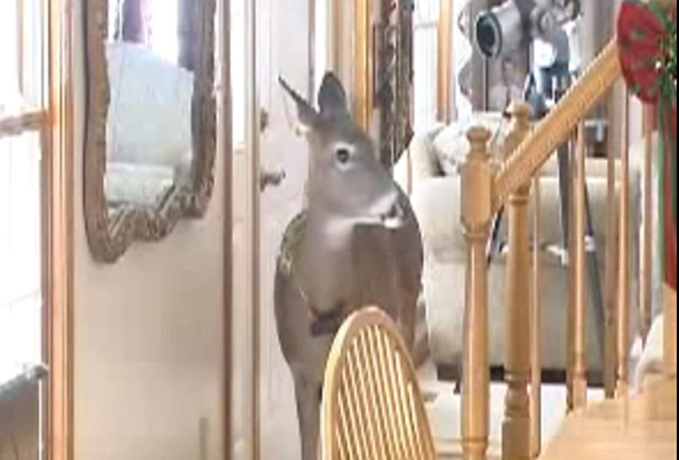 Have You Met Dilly The Deer?
