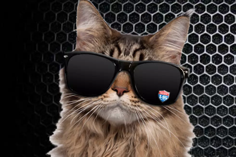 I-95’s Weekly Catapalooza Contest.Time To Vote For The Cat’s Meow!