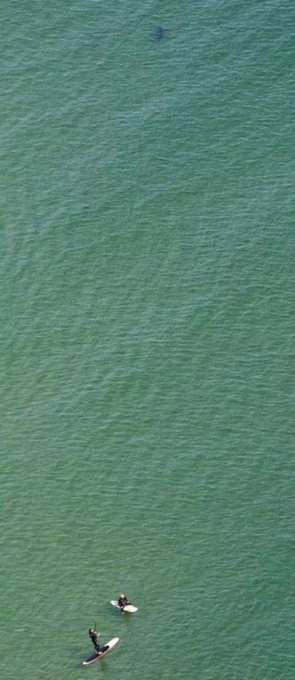 Amazing Shark Photo Shows Great White Near MA Surfer And Paddleboarder [PHOTO + VIDEO]