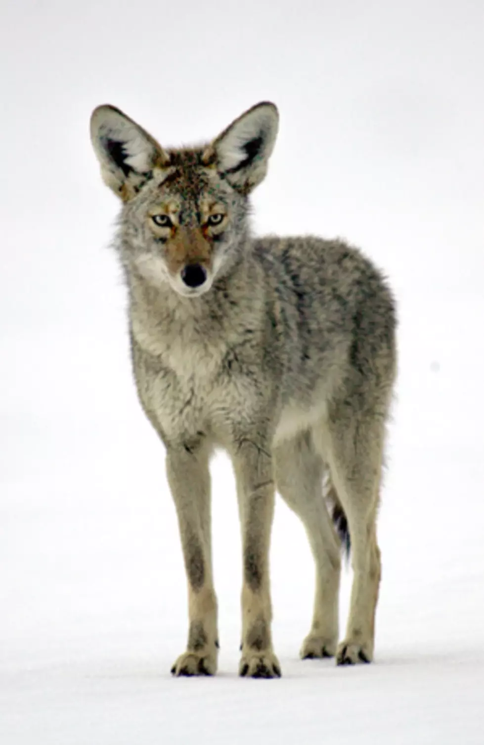 Coyotes In Lincoln &#8216;Aren&#8217;t Shying Away&#8217;