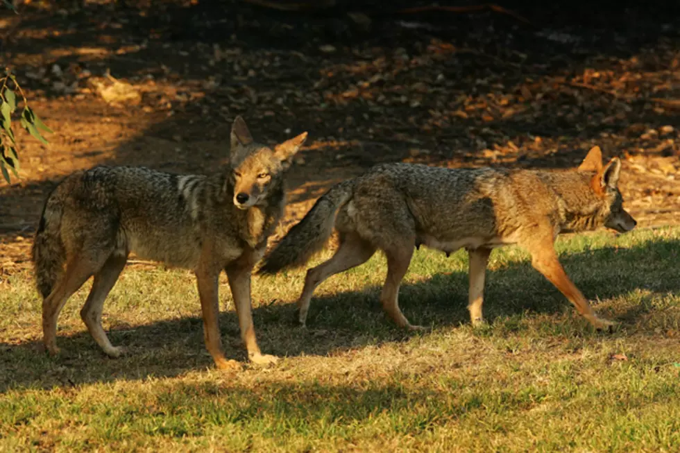 Two Confirmed Coyote Sightings In Bangor Neighborhood This Month