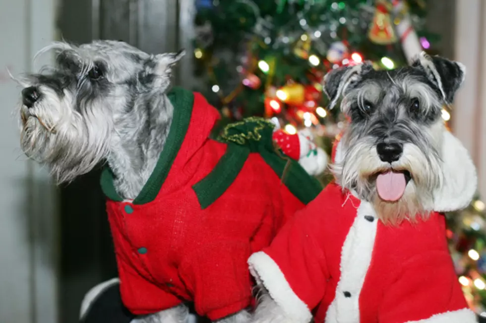 Things Not To Share With Your Pets During The Holidays