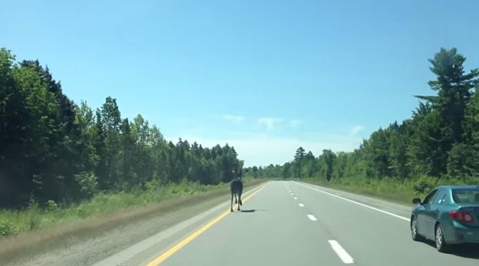 Dude Flips Out After Seeing a Moose on I-95 [VIDEO]