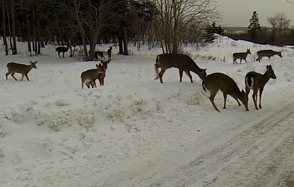 Deer In Eastport Rummage For Food [VIDEO]