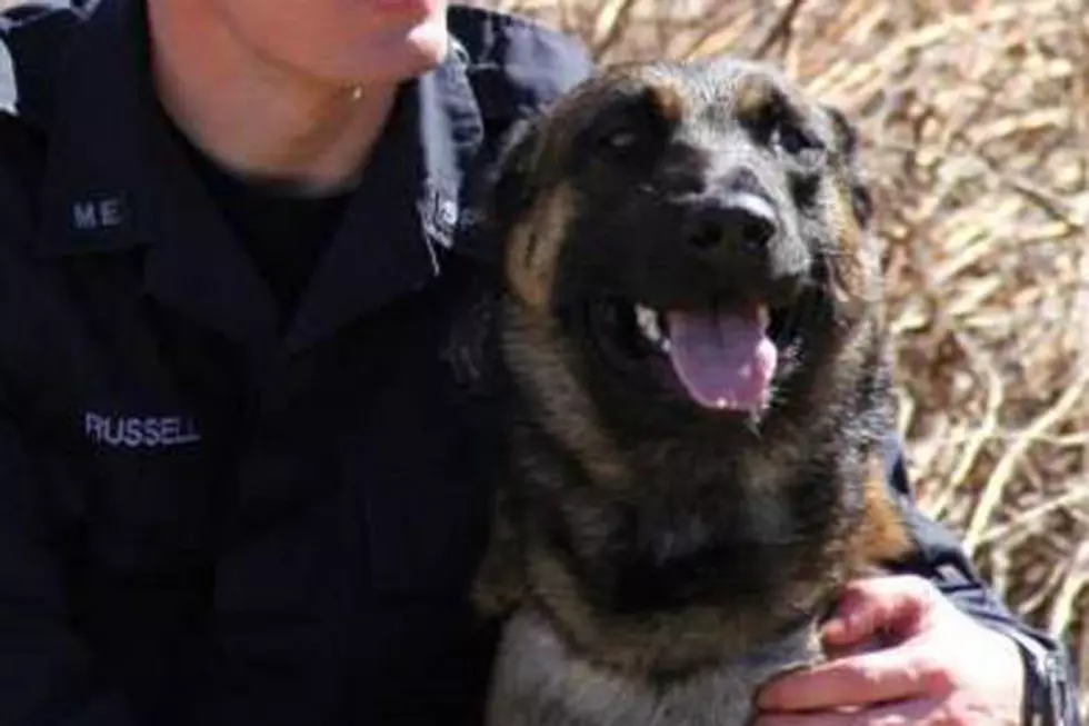 Maine State Police Dog Gus Gets A New Bullet Proof Vest