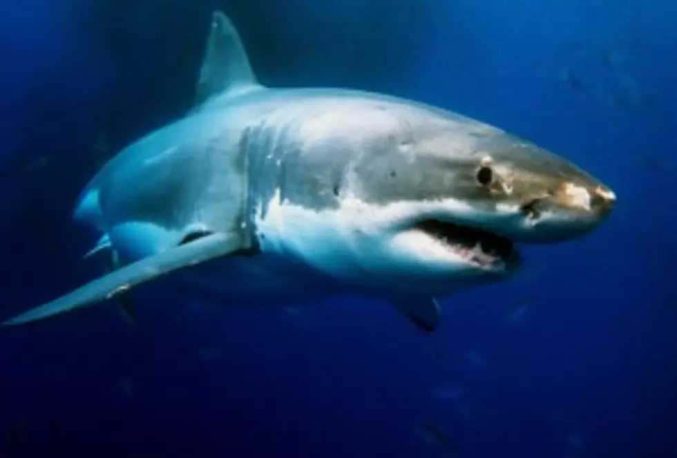 @MaryLeeShark &#8211; A Real Great White Shark &#8211; Has Over 44,000 Twitter Followers