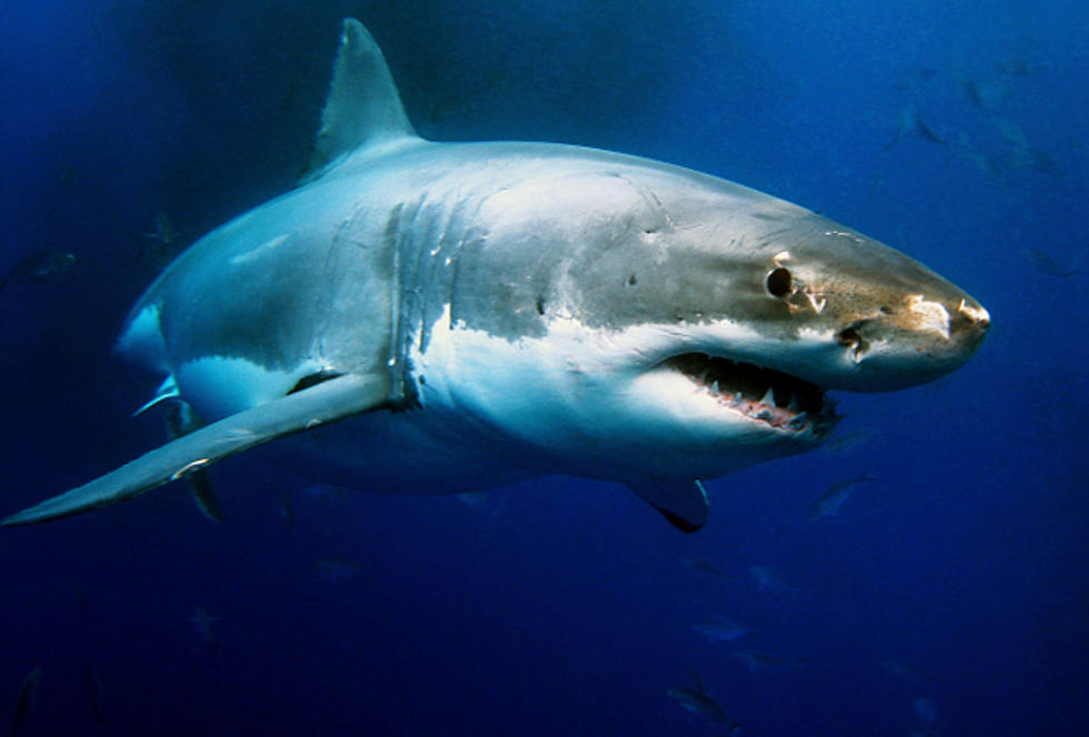 @MaryLeeShark – A Real Great White Shark – Has Over 44,000 Twitter Followers