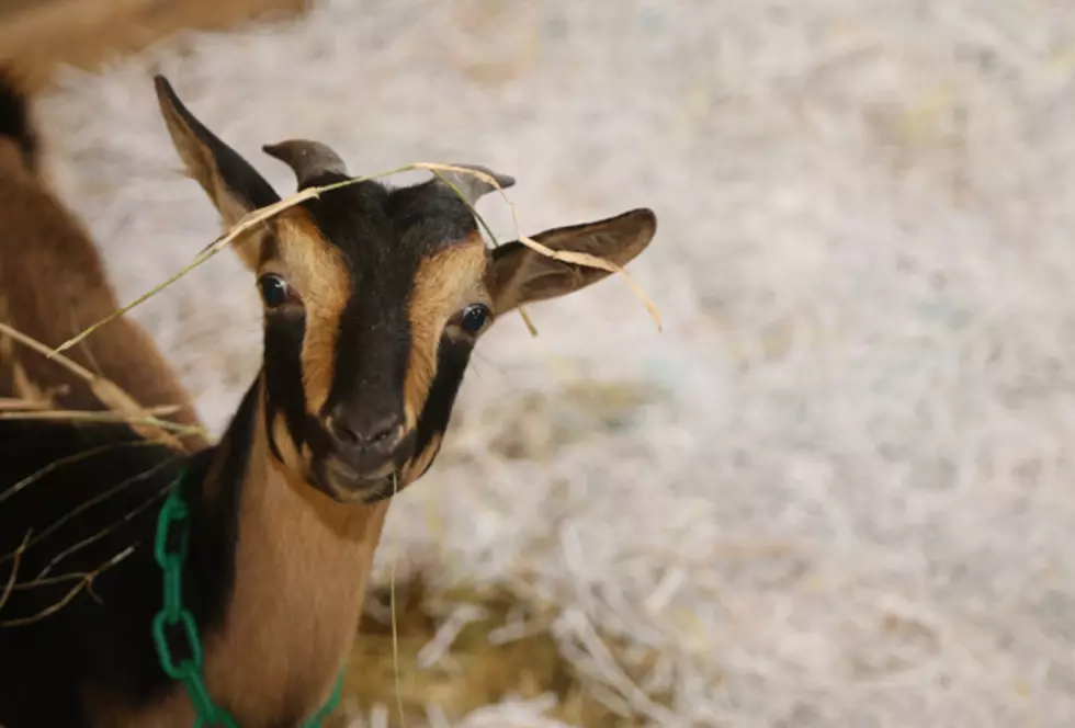 Rare Baby Goats Are Born At Unity College [PHOTOS]