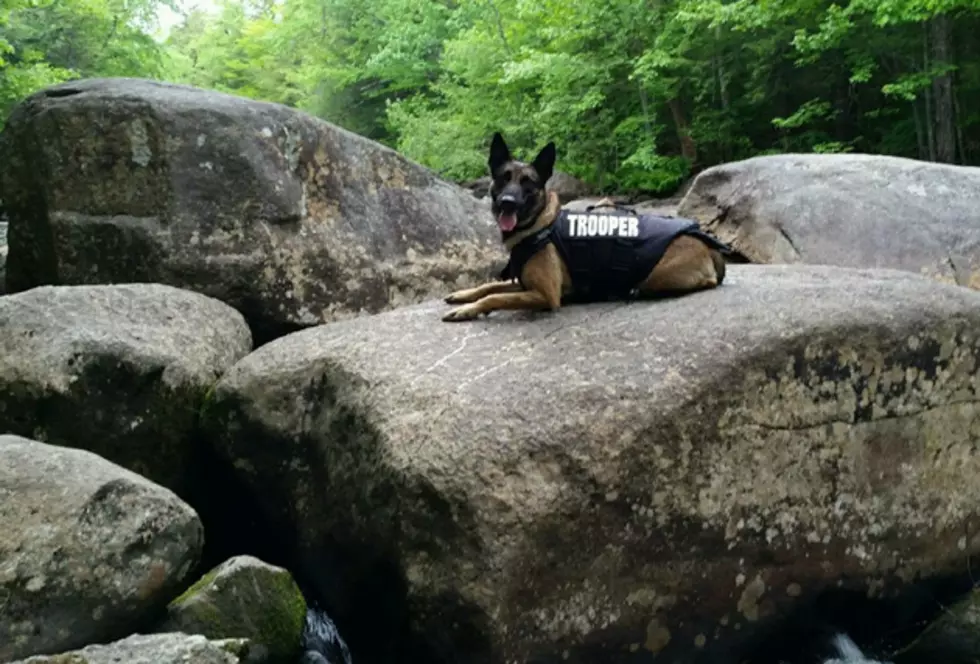 Maine State Police Dog Gus Gets A New Protective Vest