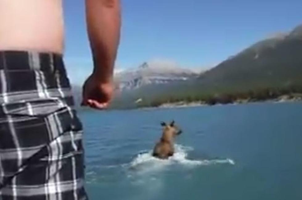 Man Illegally Rides Canadian Moose [VIDEO]